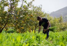 Organic Products in Jordan (Online and Offline) yanboot